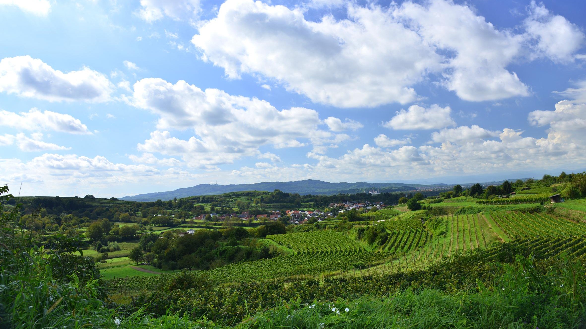 Weinberge